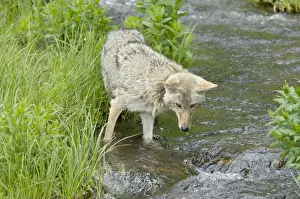 Spawning Prints: Coyote - looking for spawning cutthroat trout in small stream. Western USA BAX6225
