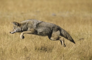 Images Dated 2nd July 2007: Coyote - pouncing on vole. Western USA. MC189