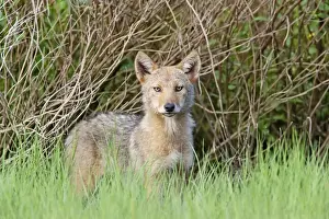 Coyotes Prints: Coyote - pups - June - CT - USA