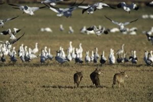 Coyote stalking Snow Geese (Anser caerulescens)