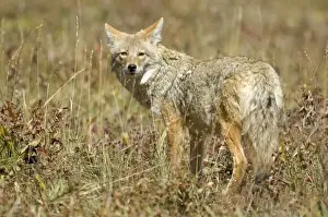 Coyotes Prints: Coyote Standing looking over shoulder Yellowstone NP. USA