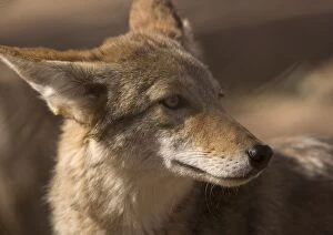 Images Dated 23rd December 2005: Coyote - sunbathing and resting