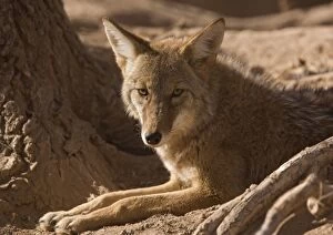 Coyote - sunbathing and resting