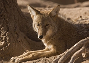 Images Dated 23rd December 2005: Coyote - sunbathing and resting