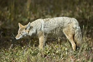 Coyote - Side view looking left
