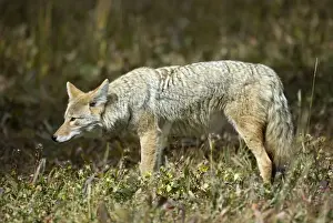 Coyotes Prints: Coyote Side view looking left Yellowstone NP. USA