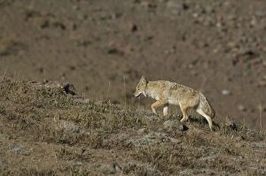 Coyote - Walking up hillside