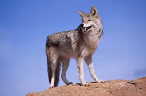 Coyotes Prints: Coyote WAT 4991 Canis latrans © M. Watson / ARDEA LONDON