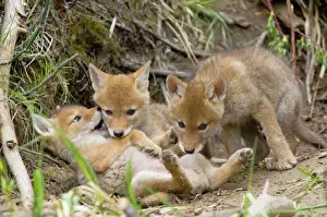 Behavior Prints: Coyote - Young wild pups playing near their den in a streamside bank