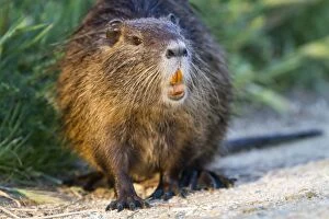 Images Dated 26th April 2011: Coypu / Nutria