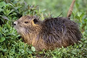 Coypus Prints: Coypu / Nutria