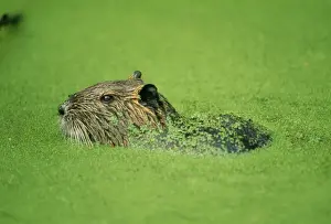Coypu / Nutria CAN 432 location: Louisianna. Introduced from South America. Myocastor coypus © John Cancalosi / ARDEA LONDON