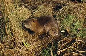 Coypus Prints: Coypu / Nutria - adult and baby