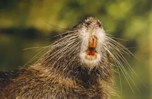 Coypus Prints: Coypu / Nutria - adult, close-up of mouth and teeth