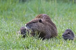 Coypu / Nutria - female with young
