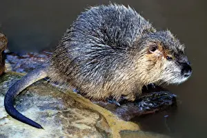 Pest Prints: Coypu, nutria. Riparian rodent introduced to UK and eradicated. Originallys America