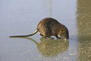 Coypu / Nutria - walking across frozen pond. Saintes Maries de la Mer - Carmargue - France