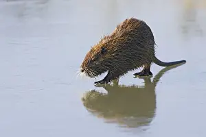 Coypu / Nutria - walking across frozen pond. Saintes Maries de la Mer - Carmargue - France