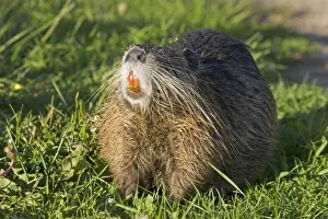 Coypu showing orange incisors and long whiskers, lake near Les Bois du Bardelet, France