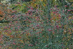 Apples Prints: Crab Apple - ripened fruit in autumn - Wilhems Hoehe park - Kassel - Hessen - Germany