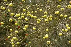 Images Dated 16th October 2006: Crab apples in autumn