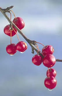 Crab Apples Prints: Crab Apples Ornamental miniature variety. Winter bird food Norfolk UK