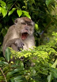 Images Dated 11th August 2010: Crab eating / Long tailed Macaque