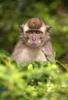 Images Dated 11th August 2010: Crab eating / Long tailed Macaque