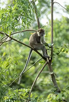 Crab Eating Prints: Crab-eating / Long-tailed Macaque - male Sabah Borneo South East Asia