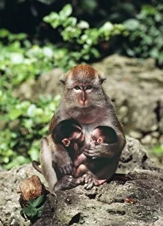 Crab-eating / Long-tailed MACAQUE - with two young