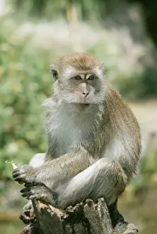 Crab Eating Prints: Crab Eating Macaque KEL 1106 Near Water
