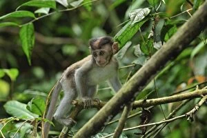 Images Dated 13th December 2008: Crab-eating Macaque / Long-tailed Macaque - juvenile - Gunung Leuser National Park - Northern
