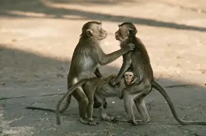 Crab-eating Macaque Monkey - mating Thailand