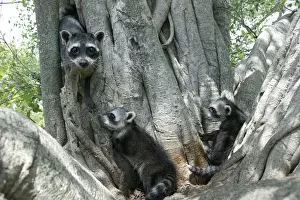 Raccoons Prints: Crab-eating Raccoon - three in tree Llanos, Venezuela