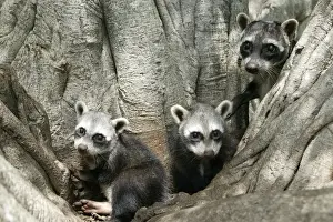 Crab-eating Raccoon - three in tree Llanos, Venezuela
