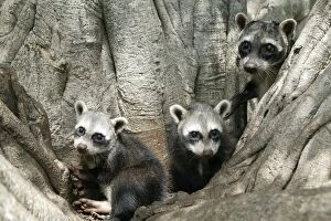 Crab-eating RACCOONS / mapache / osito lavador - adult and young in tree