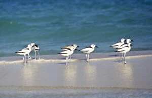 Crab Plovers on Waters Edge