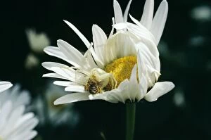 Images Dated 26th April 2005: Crab Spider