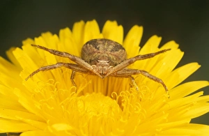 Crab SPIDER - aggressive posture on Dandelion flower Crab SPIDER - aggressive posture on Dandelion flower