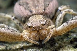 Fangs Gallery: Crab Spider - close-up of face