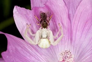 Crab Spider / Flower Spider - with small bee prey