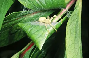 Egg Sacs Prints: Crab Spider - guarding silk egg case. UK