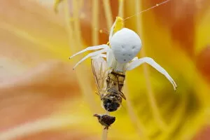 Arachnids Gallery: Crab Spider - on Hemerocallis Flower with Hoverfly Prey Misumena vatia Essex