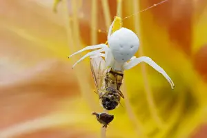 Catch Prints: Crab Spider - on Hemerocallis Flower with Hoverfly Prey Misumena vatia Essex, UK IN001190