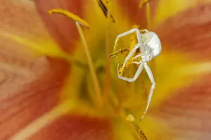 Lilies Gallery: Crab Spider - on Hemerocallis Flower Misumena vatia Essex, UK IN001184 Date: 21-Jul-19