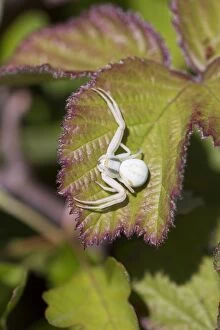 Images Dated 30th May 2013: Crab Spider - on leaf
