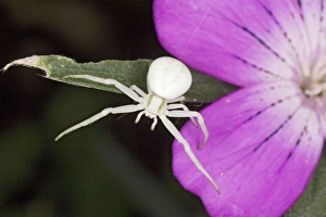 Images Dated 27th July 2007: Crab Spider (Misumena vatia ) white form, on Corncockle, Dorset