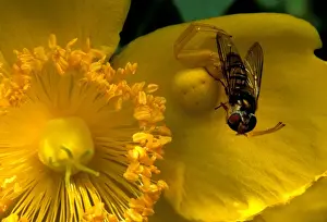 Crab Spider - preying on a diptera