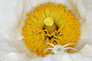 Images Dated 30th July 2019: Crab Spider - in Romneya Flower Misumena vatia Essex, UK IN001206