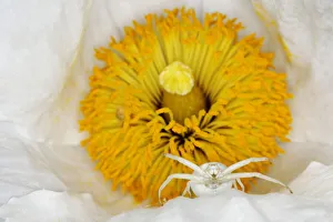 Arachnids Gallery: Crab Spider - in Romneya Flower Misumena vatia Essex, UK IN001206 Date: 24-Jul-19